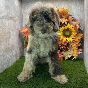 Poodle Puppy Kim