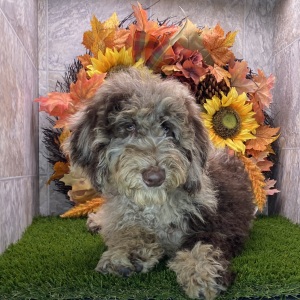 Poodle Puppy Kim