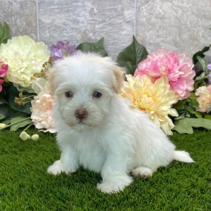 Havanese Puppy Brianna