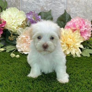 Havanese Puppy Brianna