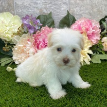 Havanese Puppy Brianna