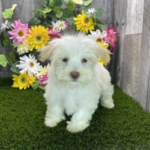 Havanese Puppy Brianna