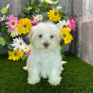 Havanese Puppy Brianna