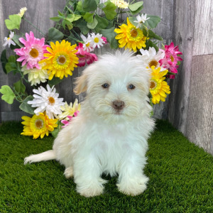 Havanese Puppy Brianna