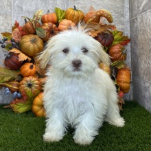 Havanese Puppy Brianna