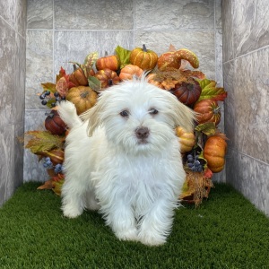 Havanese Puppy Brianna