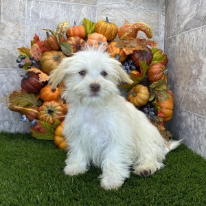 Havanese Puppy Brianna