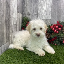 Havanese Puppy Brianna