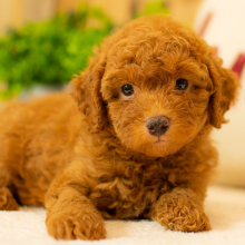 Poodle Puppy Barrett