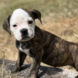 Olde English Bulldogge Puppy Kendra