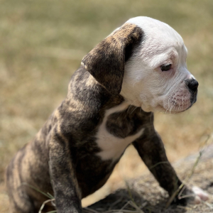Olde English Bulldogge Puppy Kendra