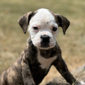 Olde English Bulldogge Puppy Kendra