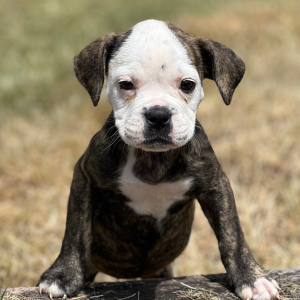 Olde English Bulldogge Puppy Kendra