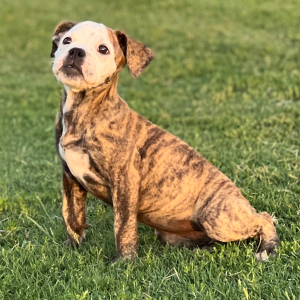 Olde English Bulldogge Puppy Kendra