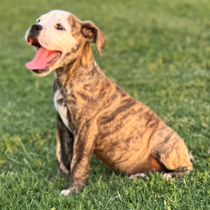 Olde English Bulldogge Puppy Kendra