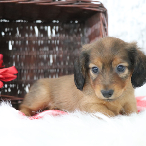 Dachshund Puppy Max