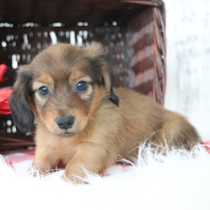 Dachshund Puppy Max