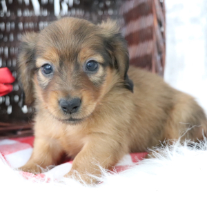 Dachshund Puppy Max