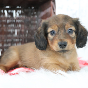 Dachshund Puppy Max