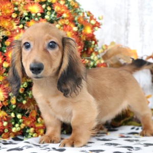 Dachshund Puppy Max