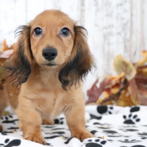 Dachshund Puppy Max
