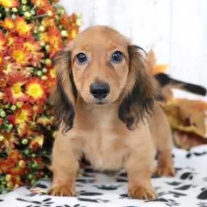 Dachshund Puppy Max