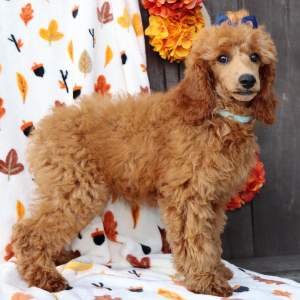 Poodle Puppy Poppy