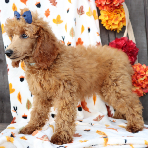 Poodle Puppy Poppy