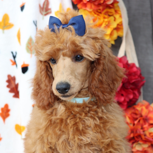 Poodle Puppy Poppy