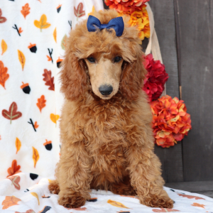 Poodle Puppy Poppy
