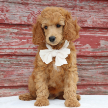 Poodle Puppy Percy