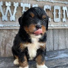 Bernedoodle Puppy Ruth