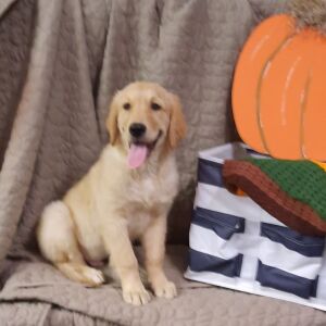 Golden Retriever Puppy Rin