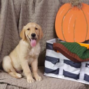 Golden Retriever Puppy Rin