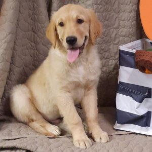 Golden Retriever Puppy Rin