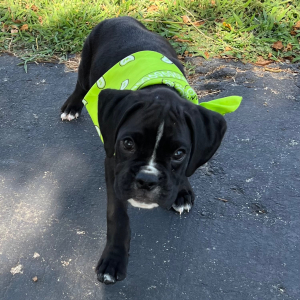 Boxer Puppy Jaxx