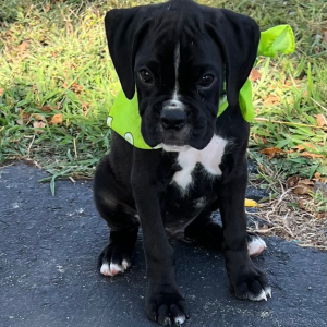 Boxer Puppy Jaxx
