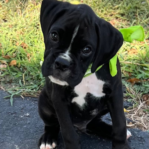 Boxer Puppy Jaxx