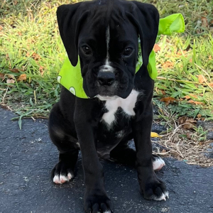 Boxer Puppy Jaxx