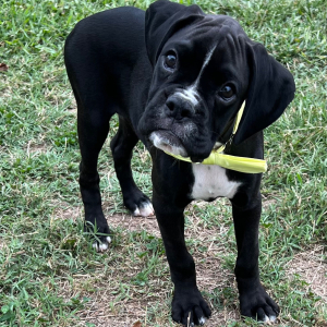 Boxer Puppy Jaxx