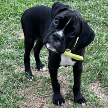 Boxer Puppy Jaxx