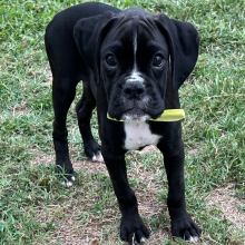 Boxer Puppy Jaxx