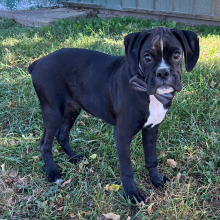 Boxer Puppy Jaxx
