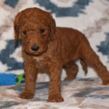 Goldendoodle Puppy Saint