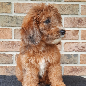 Sheepadoodle Puppy Tina