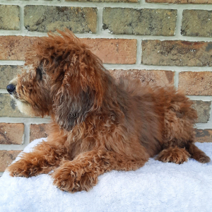 Sheepadoodle Puppy Tina