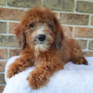 Sheepadoodle Puppy Tina