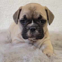 French Bulldog Puppy Zanie