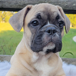 French Bulldog Puppy Zanie