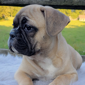 French Bulldog Puppy Zanie